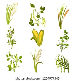 Flat vector sett of cereals and legumes plants. Agricultural crop. Different types of beans and grains