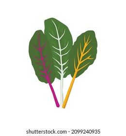 Flat vector of silverbeet isolated on white background. Flat illustration graphic icon