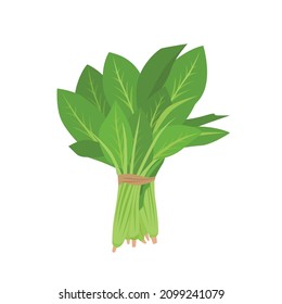 Flat vector of Spinach isolated on white background. Flat illustration graphic icon