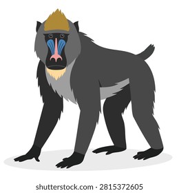 A flat vector style illustration of a standing mandrill monkey with a vibrant face and dark fur