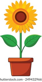 Flat vector sunflower plant with flower   pot.