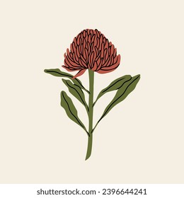 Flat vector waratah illustration. Australian native flower