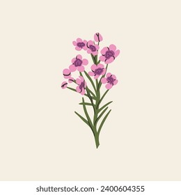 Flat vector waxflower branch illustration