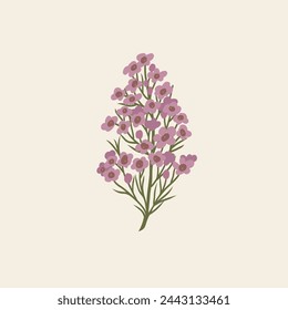 Flat vector waxflower branch illustration