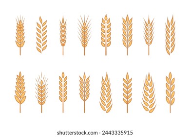 Flat Vector Yellow Agriculture Wheat, Cereal Ear Icon Set Isolated. Organic Wheat, Rice Ears. Grain Ear Design Template for Bread, Beer Logo, Packaging, Labels for Farming, Organic Food Concept