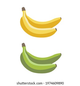 flat vector of yellow banana and green banana