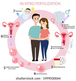 Flat In Vitro Fertilization IVF Infographics. Egg fertilization. Embryo development. Insemination process. 