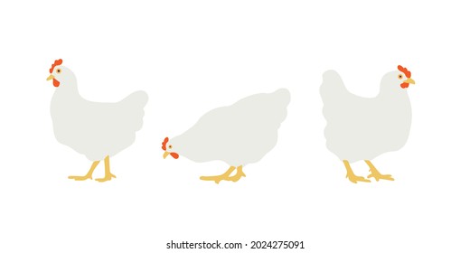 Flat white chicken. Set of vector illustrations for design. Homemade chicken, hen. Isolated on white background.
