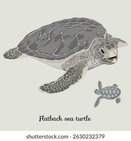 FLATBACK SEA TURTLE (Natator depressus). Sea turtle illustration collection (vector illustration)