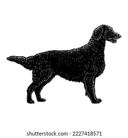 Flat-Coated Retriever hand drawing vector isolated on white background.