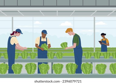 Flat-design illustration depicting diverse people working in hydroponic lettuce farm. 