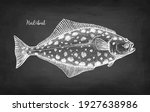 Flatfish. Chalk sketch of halibut. Hand drawn vector illustration on blackboard background. Retro style.