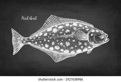 Flatfish. Chalk sketch of halibut. Hand drawn vector illustration on blackboard background. Retro style.