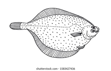 Flatfish common dab (Limanda limanda). Sea fish. Black and white hand drawn vector illustration.