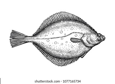 Flatfish の画像 写真素材 ベクター画像 Shutterstock