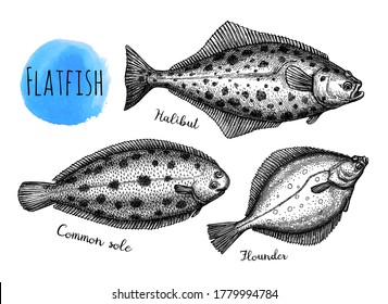 Flatfish. Ink sketch of halibut, common sole and flounder. Hand drawn vector illustration isolated on white background. Retro style.