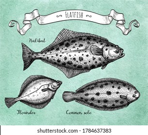 Flatfish. Ink sketch of halibut, common sole and flounder. Hand drawn vector illustration on old paper background. Retro style.