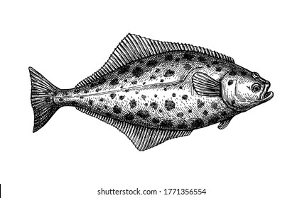 Flatfish. Ink sketch of halibut. Hand drawn vector illustration isolated on white background. Retro style.