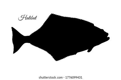 Flatfish. Ink sketch of halibut. Hand drawn vector illustration isolated on white background. Retro style.