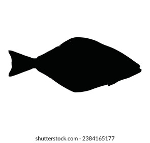 Flatfish. Ink sketch of halibut. Hand drawn vector illustration isolated on white background. Retro style.