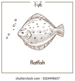 Flatfish sketch fish vector icon of flounder or plaice