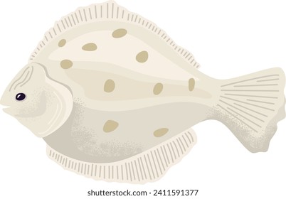 Flatfish vector illustration with beige color and brown spots. Detailed marine life and undersea theme vector illustration.