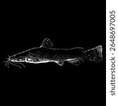 Flathead Catfish hand drawing vector isolated on black background.