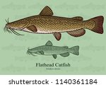 Flathead Catfish. Vector illustration with refined details and optimized stroke that allows the image to be used in small sizes (in packaging design, decoration, educational graphics, etc.)