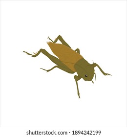 ilustración vectorial de cricket de animales flaticonos