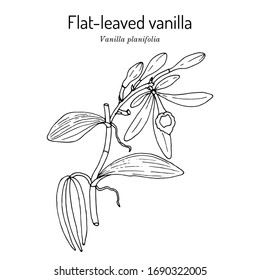 Flat-leaved, or West Indian Vanilla (V. planifolia), medicinal plant. Hand drawn vector illustration