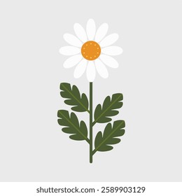 A Flat-Style daisy flower on a Plain White Background