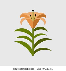 A Flat-Style lily flower on a Plain White Background