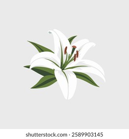 A Flat-Style lily flower on a Plain White Background