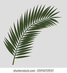 A Flat-Style Palm frond on a Plain White Background