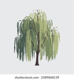 A Flat-Style willow tree on a Plain White Background