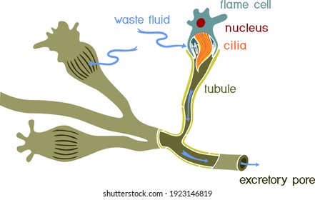 Flatworm flame cell. Structure of element of excretory system with title. Protonephridia of planaria and other flatworm
