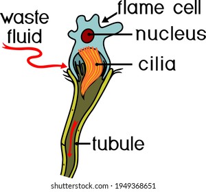 Flatworm flame cell. Structure of element of excretory system with title. Protonephridia of planaria and other flatworm