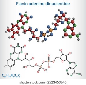 Dinucleótido de adenina flavínico, molécula de DCP Coenzima essencial redox-ativa envolvida na produção de energia e no metabolismo. Fórmula química estrutural, modelo molecular. Ilustração vetorial