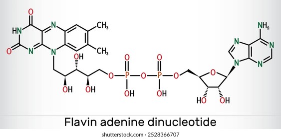 Dinucleótido de adenina flavínico, molécula de DCP Coenzima essencial redox-ativa envolvida na produção de energia e no metabolismo. Fórmula química estrutural. Ilustração vetorial