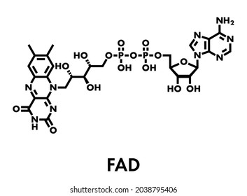 Flavin adenine dinucleotide (FAD) redox coenzyme molecule. Skeletal formula.