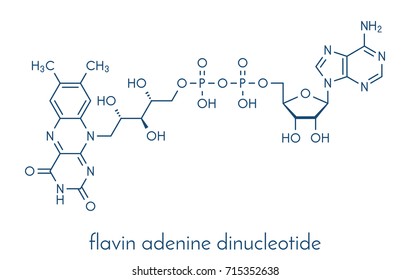 Flavin adenine dinucleotide (FAD) redox coenzyme molecule. Skeletal formula.