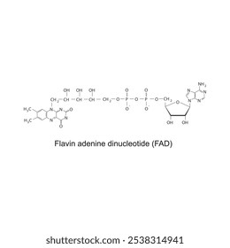 Dinucleotídeo de adenina flavina, diagrama de estrutura esquelética FAD.Vitamina B2 molécula composta ilustração científica.