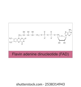 Dinucleotídeo de adenina flavina, diagrama de estrutura esquelética FAD.Vitamina B2 molécula composta ilustração científica.