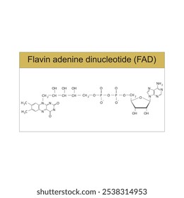 Dinucleotídeo de adenina flavina, diagrama de estrutura esquelética FAD.Vitamina B2 molécula composta ilustração científica.