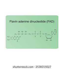 Dinucleotídeo de adenina flavina, diagrama de estrutura esquelética FAD.Vitamina B2 molécula composta ilustração científica.