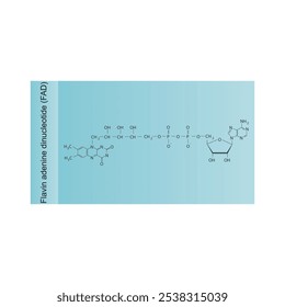 Dinucleotídeo de adenina flavina, diagrama de estrutura esquelética FAD.Vitamina B2 molécula composta ilustração científica.