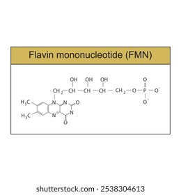 Flavin mononucleotide, FMN skeletal structure diagram.Vitamin B2 compound molecule scientific illustration.