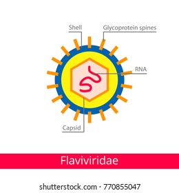 Flaviviridae. Classification of viruses. Vector biology icons, medical virus icons.