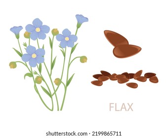 Flax agriculture plant with blossom blue flowers and green stem cereal crop vector illustration isolated on white background