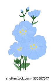 flax blue flower in different stages of bloom
